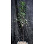 Brachychiton rupestris 5-gallon pots
