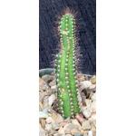 Brasilicereus phaeacanthus 5-inch pots