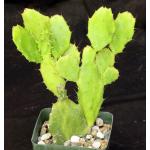 Brasiliopuntia brasiliensis 4-inch pots