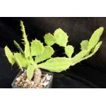 Brasiliopuntia brasiliensis 3-inch pots