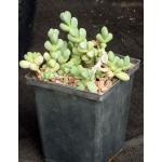Braunsia maximilliani 5-inch pots