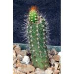 Brasilicereus phaeacanthus 4-inch pots