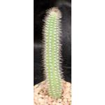 Brasilicereus phaeacanthus 4-inch pots