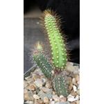 Brasilicereus phaeacanthus 5-inch pots