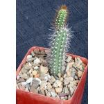 Brasilicereus phaeacanthus 4-inch pots