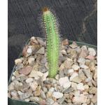 Brasilicereus phaeacanthus 5-inch pots