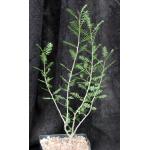 Bursera microphylla (Waterman form) one-gallon pots