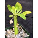 Brighamia insignis 4-inch pots