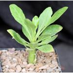 Brighamia insignis 5-inch pots