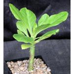 Brighamia insignis 5-inch pots