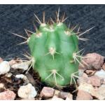 Browningia hertlingiana 2-inch pots