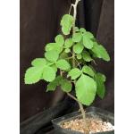 Bursera excelsa one-gallon pots