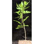Bursera filicifolia var. compacta one-gallon pots