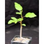 Bursera cerasifolia 3-inch pots