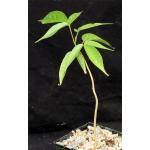 Bursera simaruba 5-inch pots
