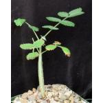 Bursera asplenifolia 4-inch pots