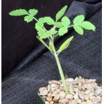 Bursera asplenifolia 4-inch pots
