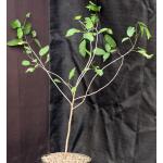 Bursera attenuata 8-inch pots