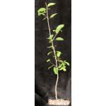 Bursera attenuata one-gallon pots