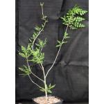 Bursera bipinnata one-gallon pots