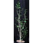 Bursera fagaroides 2-gallon pots