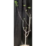 Bursera filicifolia var. compacta 3-gallon pots
