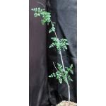 Bursera filicifolia var. compacta 5-inch pots