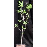 Bursera filicifolia var. compacta one-gallon pots