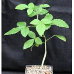 Bursera heliae 5-inch pots
