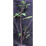 Bursera heteresthes one-gallon pots