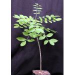 Bursera heteresthes one-gallon pots