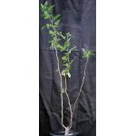 Bursera hindsiana 2-gallon pots