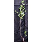 Bursera hindsiana one-gallon pots