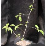 Bursera instabilis one-gallon pots