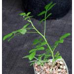 Bursera linanoe 4-inch pots
