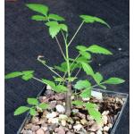 Bursera linanoe 5-inch pots