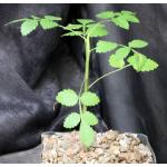 Bursera linanoe one-gallon pots