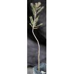 Bursera microphylla (Sonora) 3-inch pots