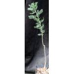 Bursera microphylla (Sonora) 5-inch pots