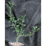 Bursera microphylla (Sonora) one-gallon pots