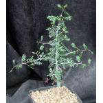 Bursera microphylla (South Mountain) one-gallon pots