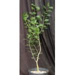 Bursera microphylla (Waterman form) 2-gallon pots