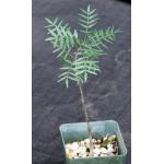 Bursera microphylla (Waterman form) 4-inch pots