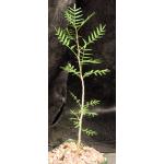 Bursera microphylla (Waterman form) 4-inch pots