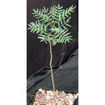Bursera microphylla (Waterman form) 5-inch pots