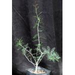 Bursera microphylla one-gallon pots