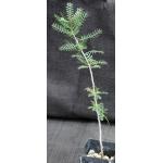 Bursera microphylla (Waterman form) 3-inch pots