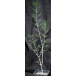 Bursera microphylla (Waterman form) one-gallon pots