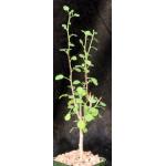 Euphorbia misera 4-inch pots