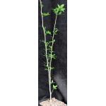 Bursera odorata one-gallon pots